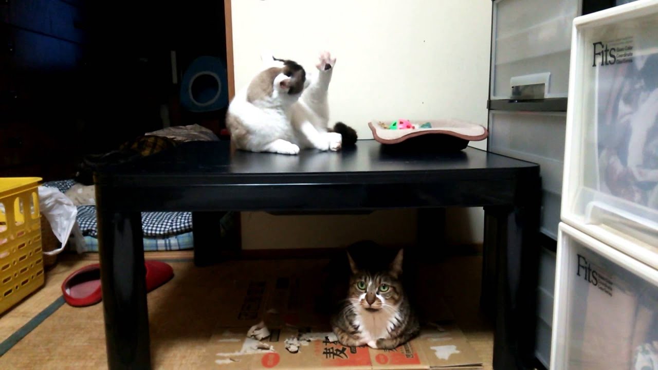 エッセイ:「私と猫たち」(7) 強面「政宗」、天敵「すもも」と