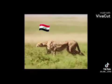 هدو علي ماعندي خوان شني كواد الك اني هنانه