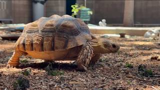Tortoise buyer raises concerns over online purchase from Ramona seller