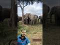 🐘 Look how so many elephants are gathering under one tree! What are they doing? 😲🌳 #elephant #wild