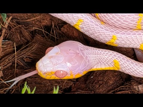 How Did NERD Hatch the First Captive Albino Mangrove? Mangrove Snake Envenomation Notes Below!