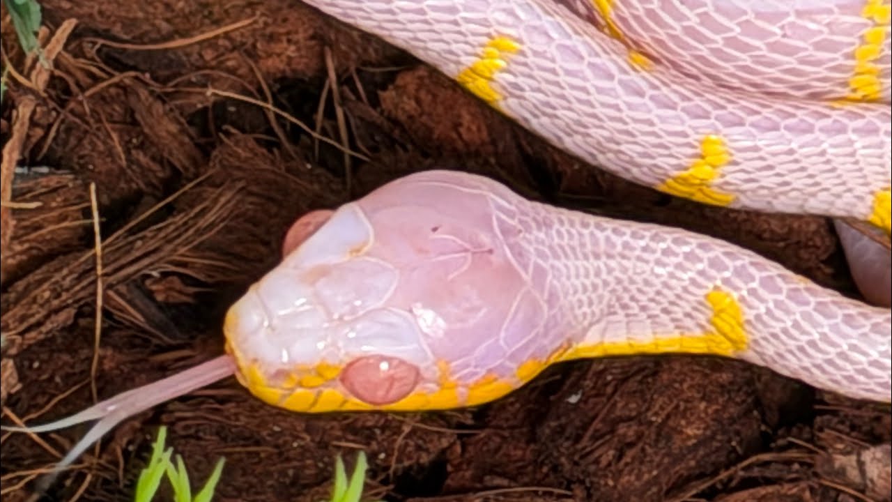 How Did NERD Hatch the First Captive Albino Mangrove Snakes? Let’s hear Kevin Ramble His Story.