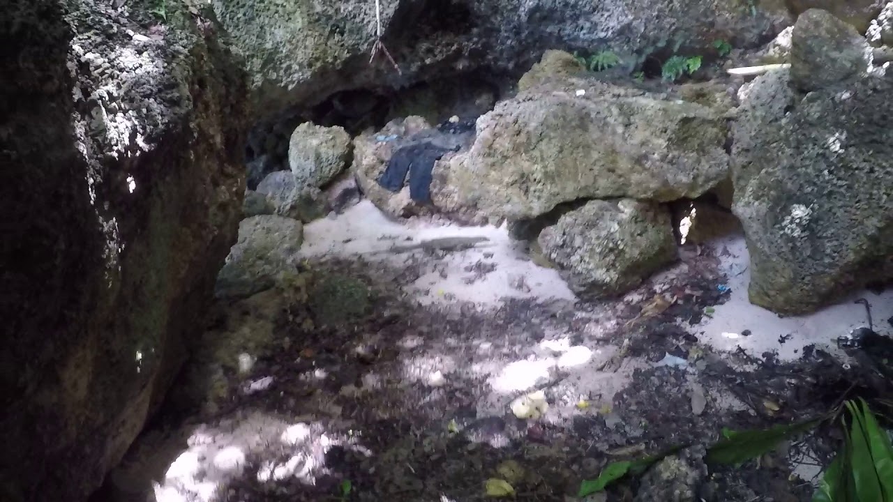 Monitor Lizard Eating A Brown Tree Snake Guam YouTube monitor-lizard-eating-a-brown-tree-snake-guam-youtube