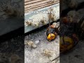 死んだオオスズメバチをミツバチの巣の前に置いてみたら...。私は京都の週末養蜂家! #Shorts