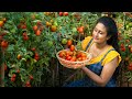 My Tomato harvest converted into a delicious lunch before the New Year |Poorna - The nature girl|