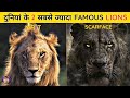 Even The Biggest Stars Pale In Comparison To These Lions Top 5 Most Famous Lions In The World Hi