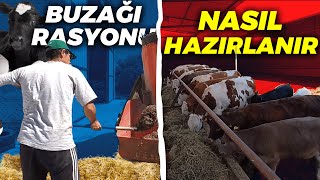 BUZAĞILAR İÇİN KAHVALTI ZAMANI. BUZAĞILARIMIZA YEM RASYONU HAZIRLIYORUZ. [GoPro]