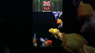 Aquarium Ikan Mas Koki Background Hitam #goldfish #shorts