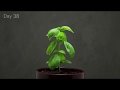  growing basil time lapse  40 days in 1 minute