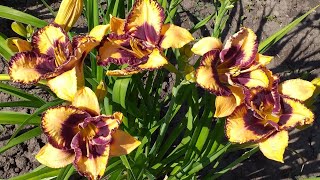 видео: Лилейники и лилии в саду картинка: Лилейники и лилии в саду