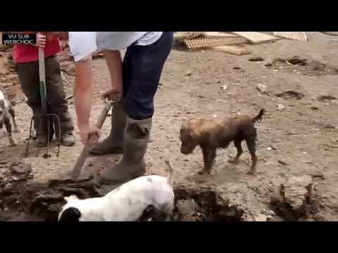 Vidéo: Un Chien De Berger Peut-il Attraper Des Rats