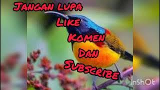 PIKAT TRUCUKAN RIBUT AMPUH PALING DICARI DAN KOMBINASI BURCIL