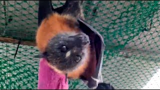 Mum bat calls to her baby:  Pikelet and Donut