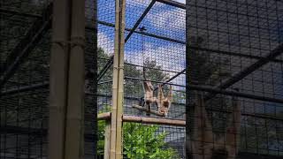 The Monkeys At Drayton Manor #themepark