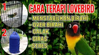 Terapi untuk menstabilkan Lovebird Over birahi, Galak, Giras, & Stres dengan TERAPI SAUNA #PART1
