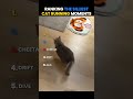 Ranking the Silliest Cat Running Moments🐈