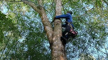 Cưa cây tràm bông vàng siêu to. Ở lương phi