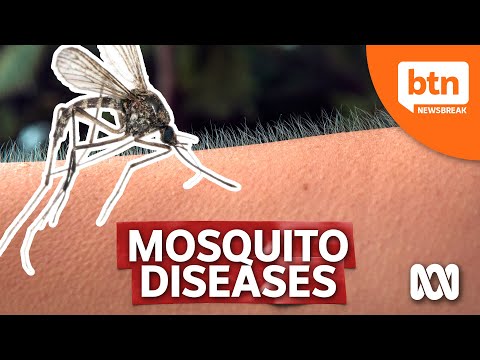 Why Mosquitoes Are The Most Dangerous Animal