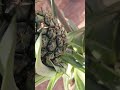 الفار جاب عليها واطيها The Naughty Mouse تفاعل اكسبلور الفار جاب عليها واطيها The Naughty Mouse تفاعل اكسبلور