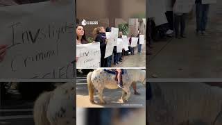 Activists Urge Los Angeles To Investigate Griffith Park Pony Rides For Animal Cruelty