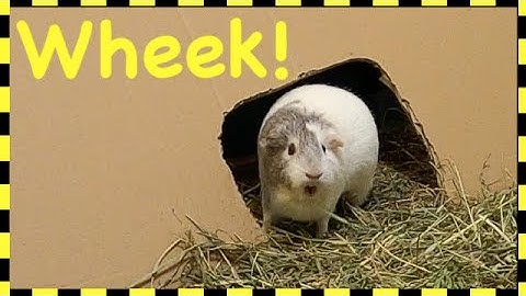 WARNING: EXTREMELY LOUD Guinea pig wheeking