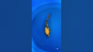 Cá koi nhật cọp vàng ki utsuri #lêtrungtín