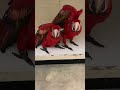 Scarlet Macaw hatchling babies Scottie &amp; Louie - Sibling brothers at 7weeks old! Part 6 BABY TALK ❤️