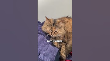 How To Introduce A New Kitten To Your Cat The RIGHT Way! 🐱✨