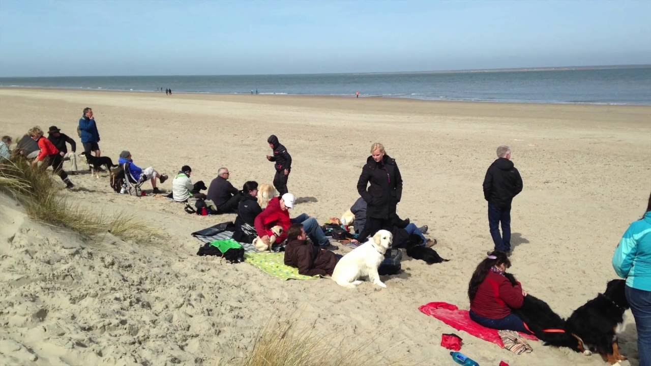 Urlaub mit Hund in Holland - YouTube