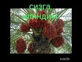 Сизга Илиндим Sizga Ilindim Сизга Илиндим Sizga Ilindim