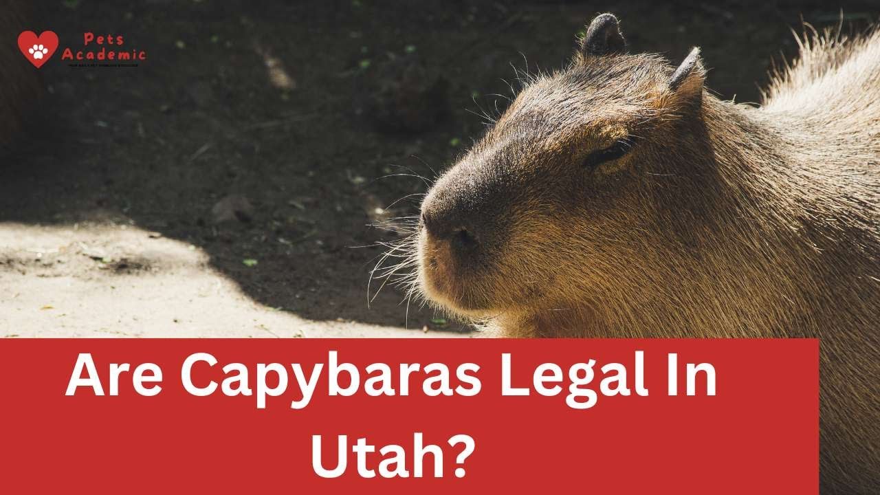 Are Capybaras Legal In Utah? animals YouTube