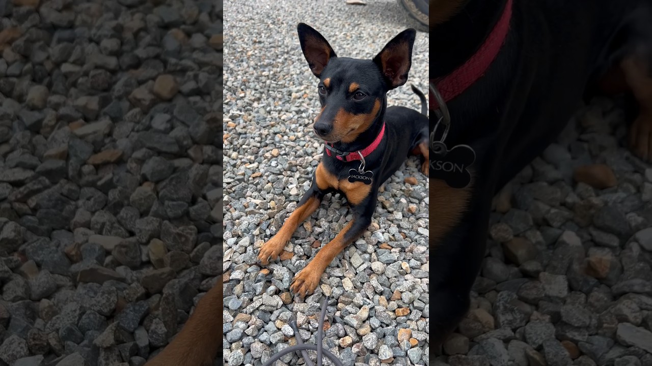 Why I spoil my cute little Miniature Pinscher 🥰😂 