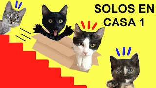 Gatos Luna y Estrella solos en casa CAP 1 Cámara oculta / Videos de gatitos