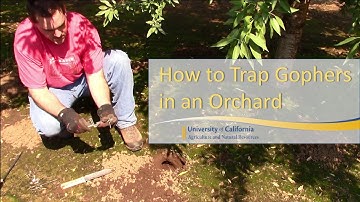 How to Trap Pocket Gophers in an Orchard