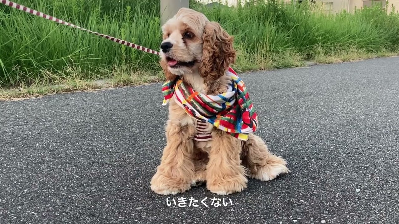 うちのリリィさんの1日【アメリカンコッカースパニエル 】【犬との生活】【ワンコ】