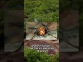 ¿Sabías que las picaduras de avispas pueden ser peligrosas? 😨🐝 Exploramos los riesg...
