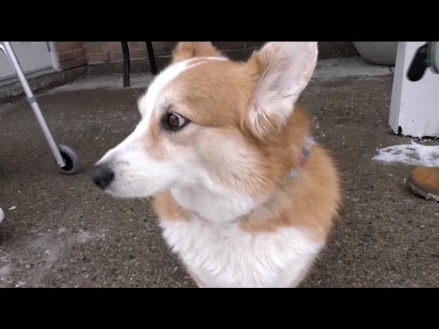 Corgi Rescue Of Florida