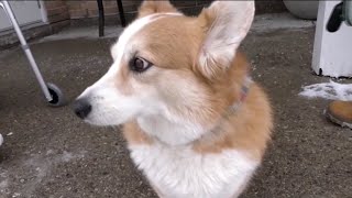 Famous Corgi rescues injured owner during routine walk