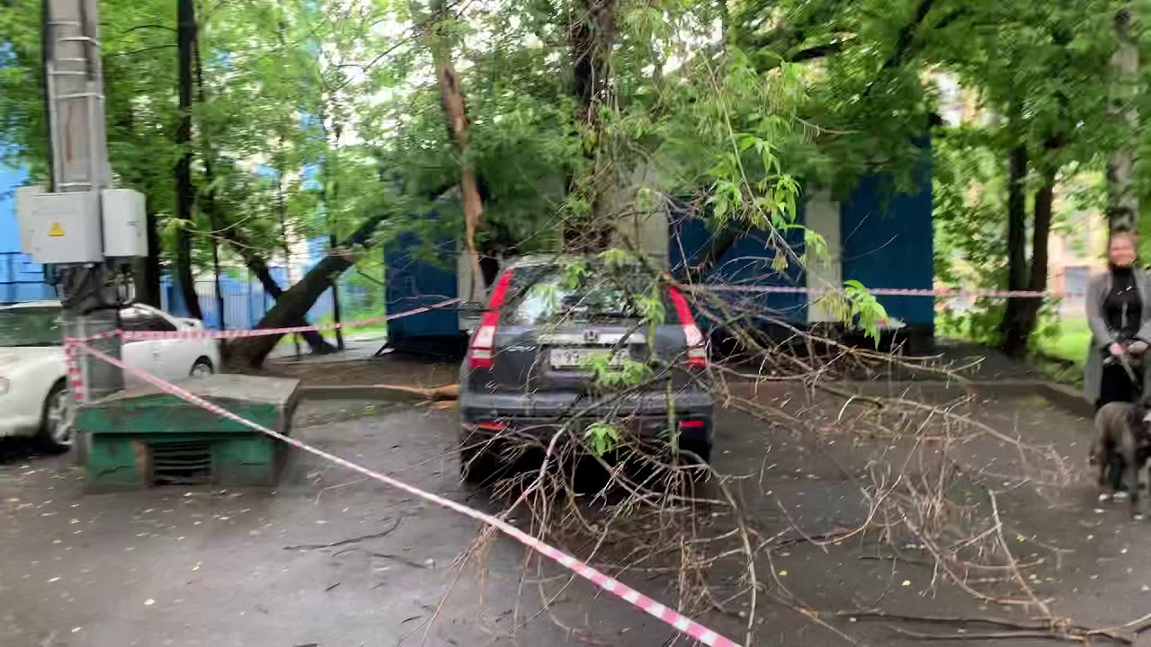 Какие деревья пачкают машины