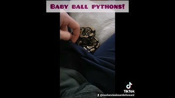 the best in the west #ballpython #snake #boaconstrictor