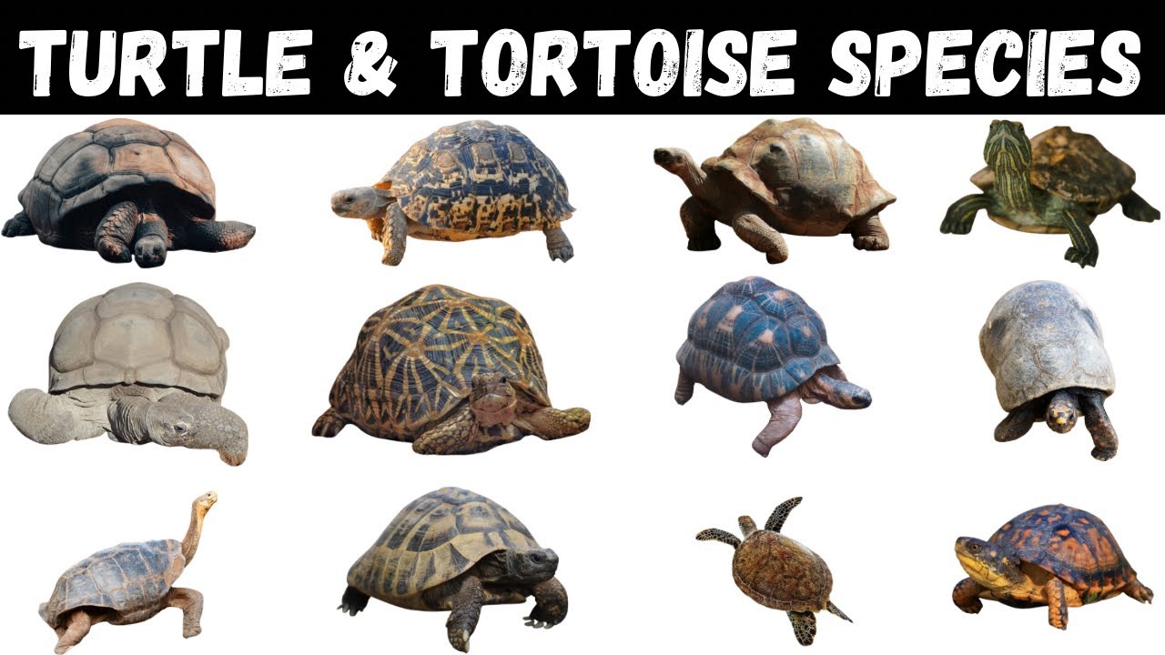 Types Of Turtles | Tortoise | Turtles For Kids #turtle #tortoise - YouTube