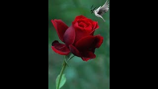 Lindas Rosas gif