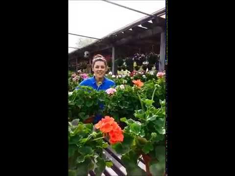 Video: Trailing Geranium Ivy: Kako gojiti rastline geranije z bršljanovimi listi