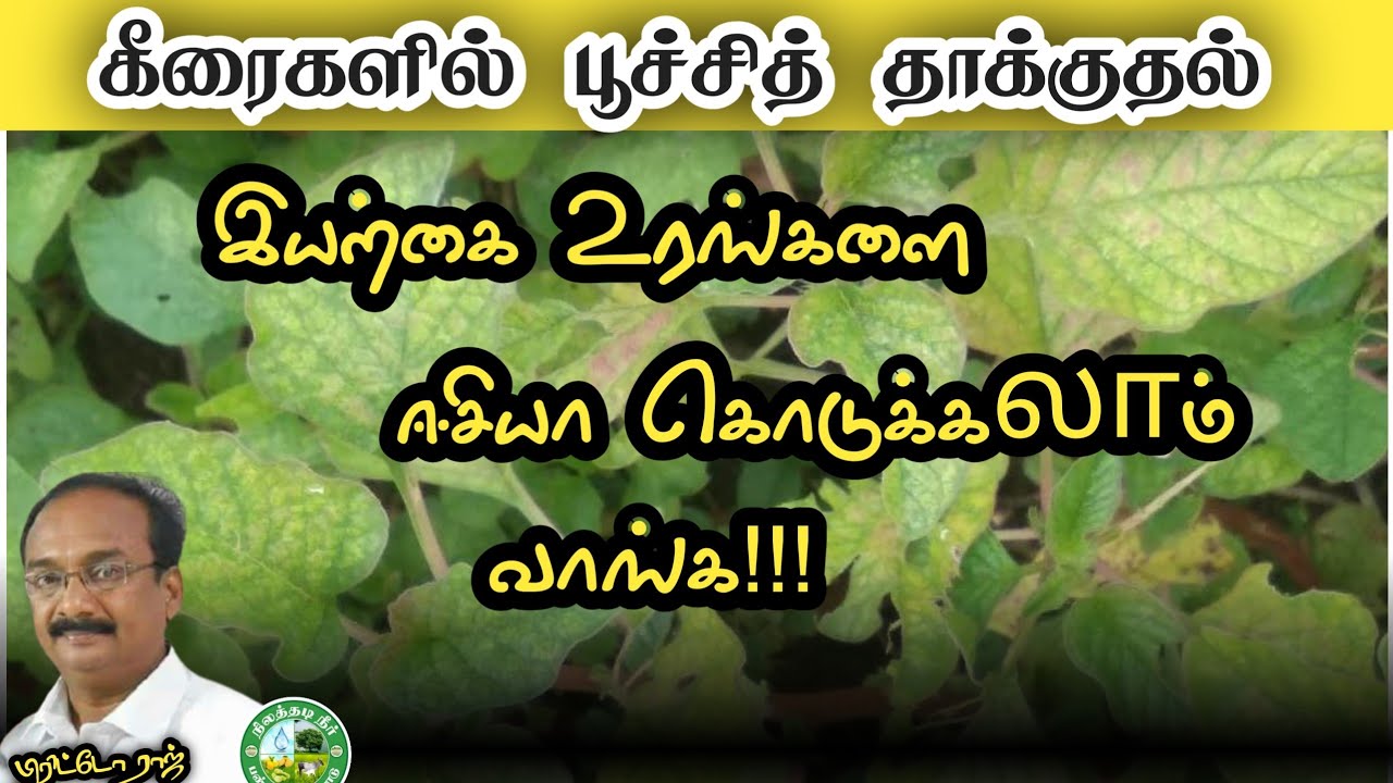 கீரை சாகுபடியில் பூச்சி மற்றும் நோய்க் கட்டுப்பாடு 