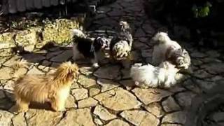 Biyok-Hundefamilie spielt im Garten