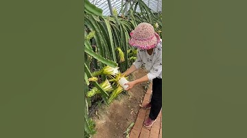 Thumbnail of Dragonfruit Pollination Techniques #satisfying #short