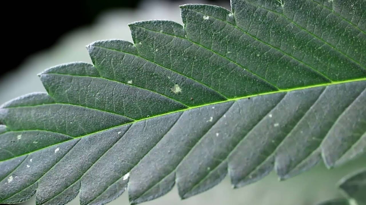 Thrips on Cannabis and Peppers - Dominatrix Genetics 2016