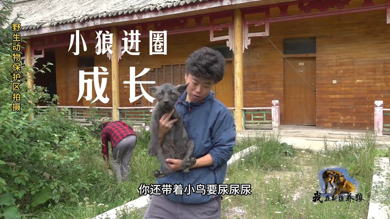 【我在新疆养狼】 狼宝宝入新家啦!萌翻全场+公益致谢 ️ 新疆野狼谷狼宝正式入圈!乖宝抱走,调皮鬼要牵绳~ 吐舌趴水滩、奔跑玩耍,适应超快 ...