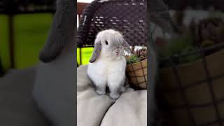 🐰 Meet The Adorable Lop Eared Rabbit As Your Next Furry Pet! #Rabbitlove #Petcare