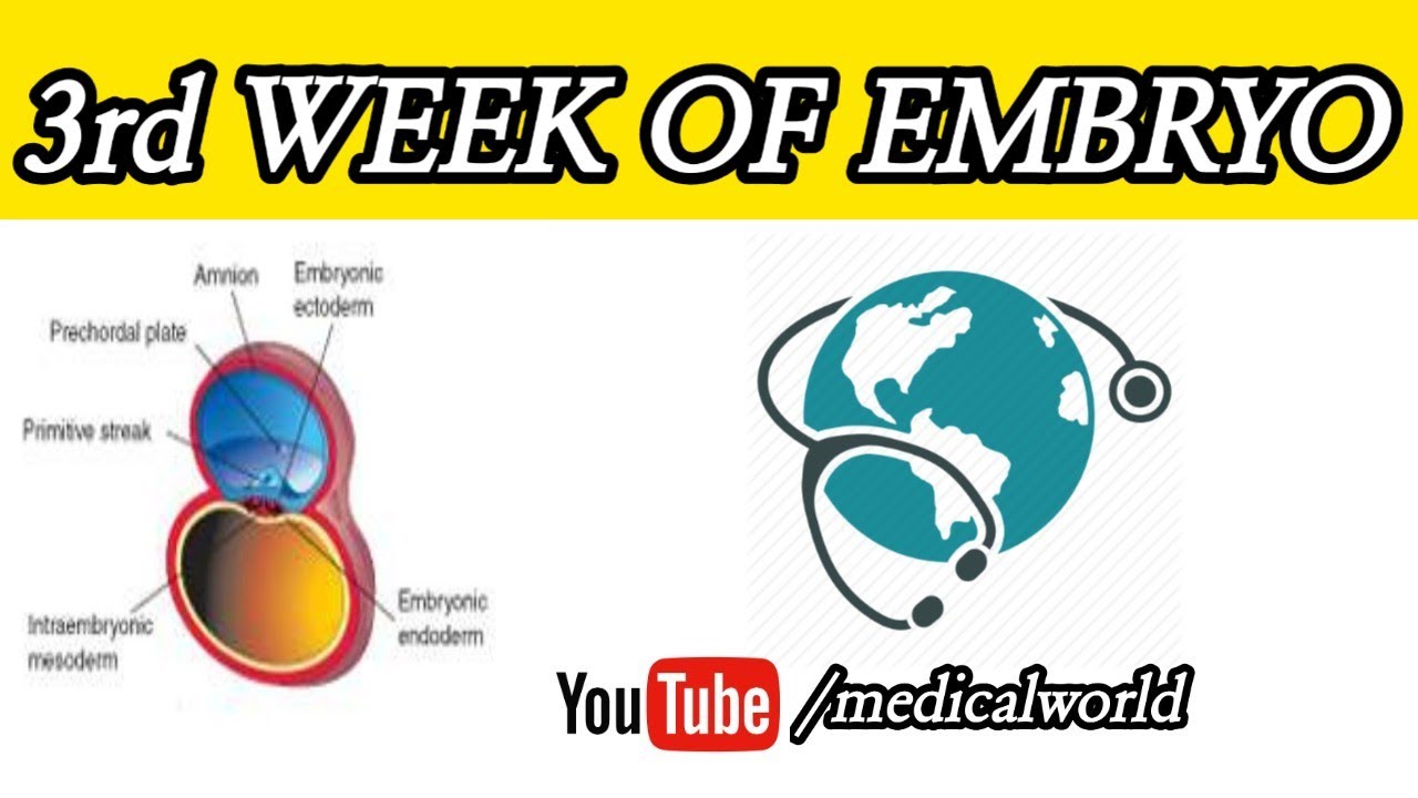 GENERAL EMBRYOLOGY - THE THIRD WEEK OF HUMAN DEVELOPMENT - YouTube